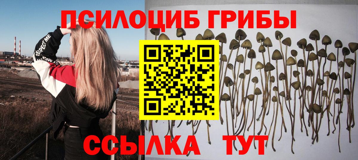 Псилоцибиновые грибы Psilocybe Волхов