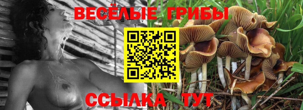 Волхов  Псилоцибиновые грибы Cubensis  где купить наркоту  Вход с VPN 